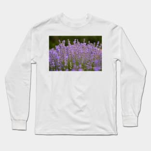 Lavender flowers closeup Long Sleeve T-Shirt